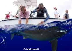 This is a shot of a research group tagging an Oceanic Whi... by Matt Heath 